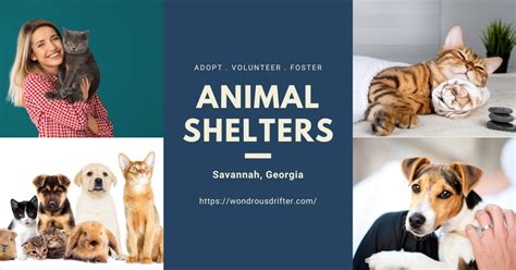 savannah ga animal shelter adoption.